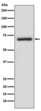 A-RAF Antibody