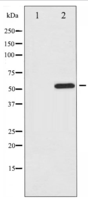 Phospho-ATF2 (Ser112 or 94) Antibody