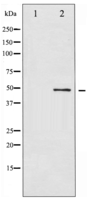 Phospho-ATF2 (Thr71 or 53) Antibody