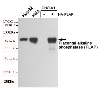 placental alkaline phosphatase (plap) mouse mab