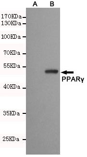 PPARγ Mouse mAb - 知凡生物-科研试剂 l 官网