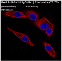 Goat Anti-Rabbit IgG (H+L) Rhodamine (TRITC)